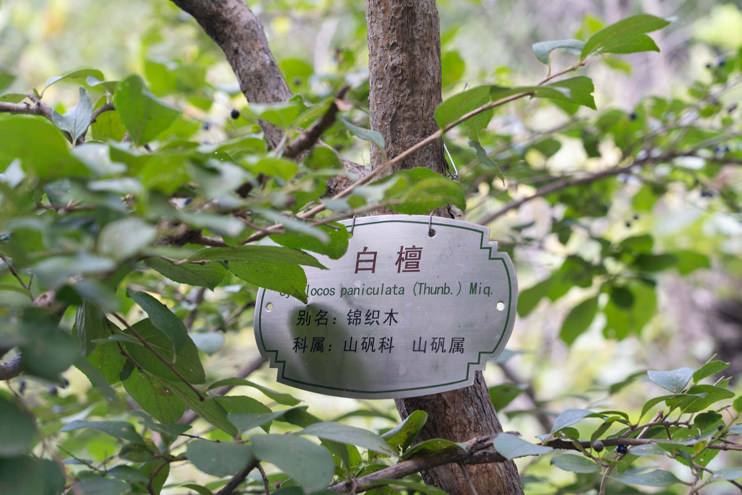 白檀播种繁殖方法