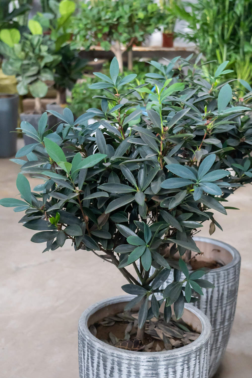 绿萝茶花…裹个毛巾，大冬天也呼呼冒根，20天长满盆！