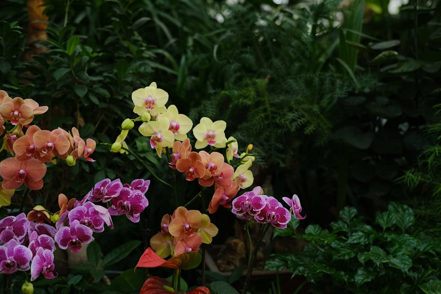 蝴蝶兰怎么剪枝