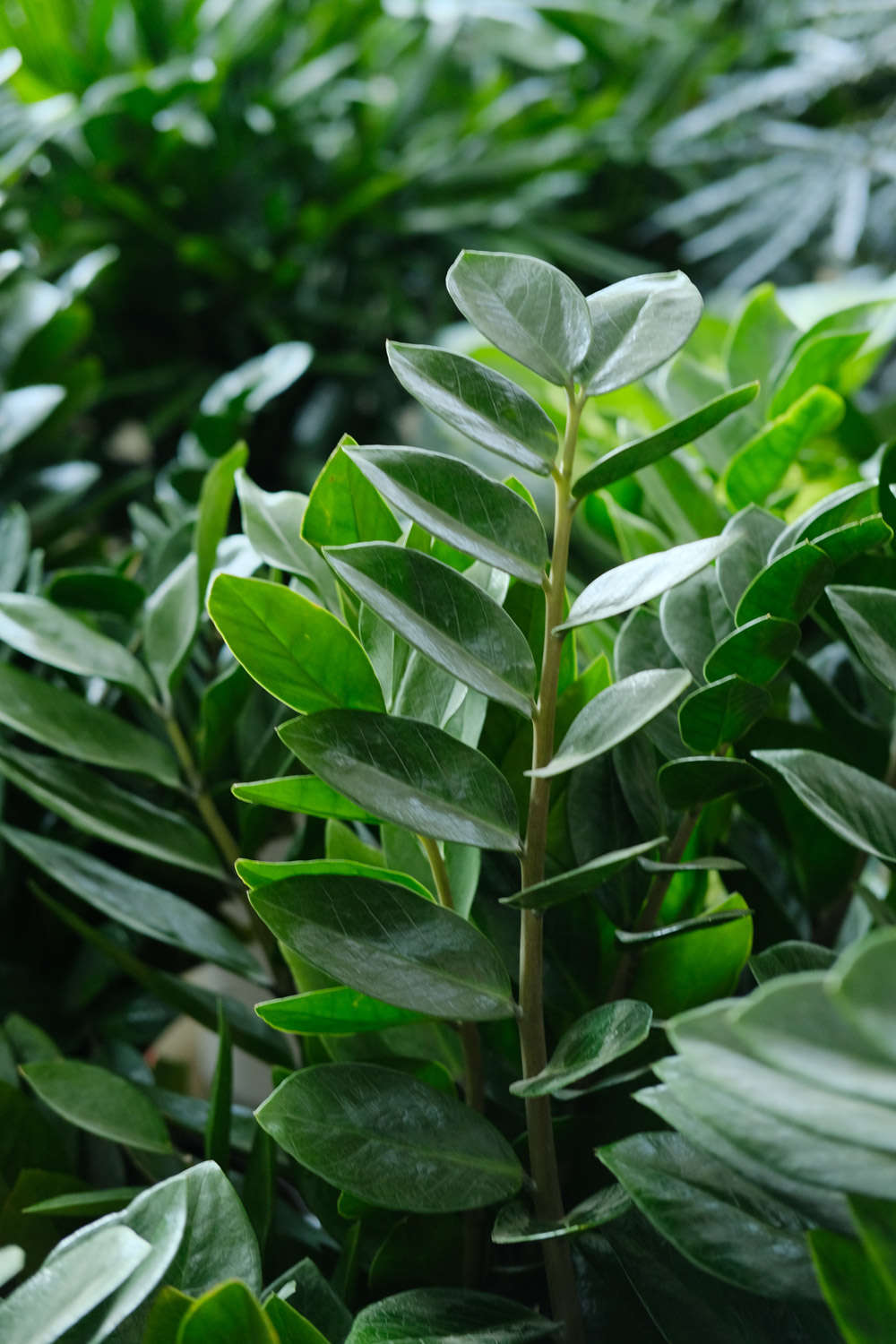 金钱树怎么养长得快