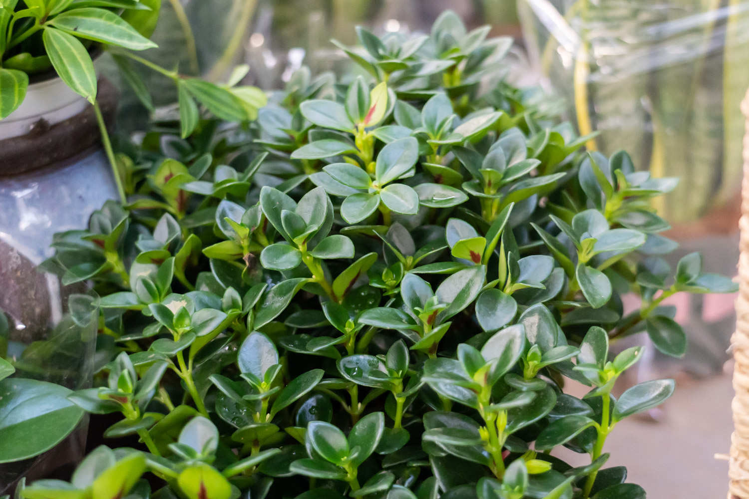 金鱼吊兰 金鱼吊兰