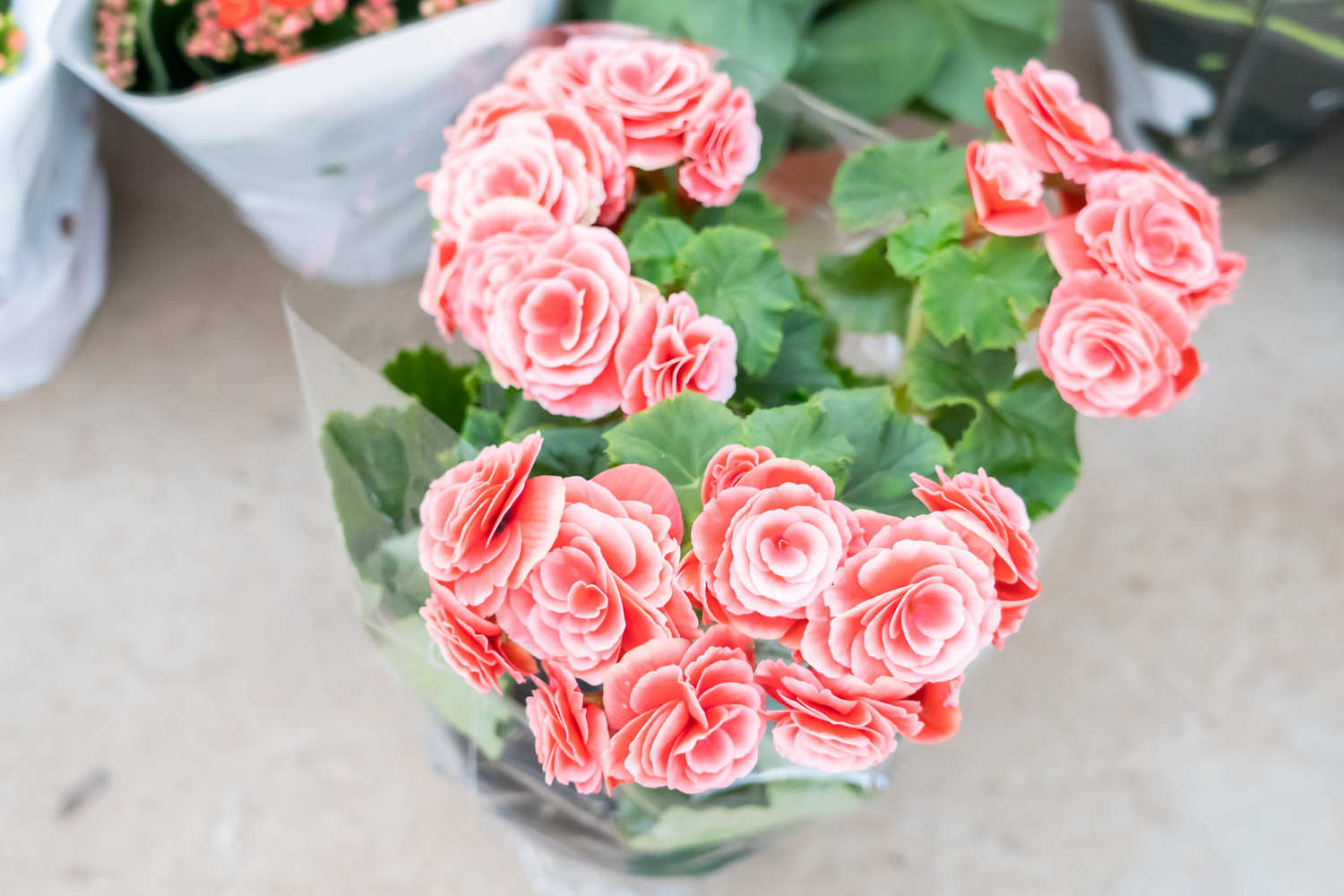 丽格海棠 丽格海棠