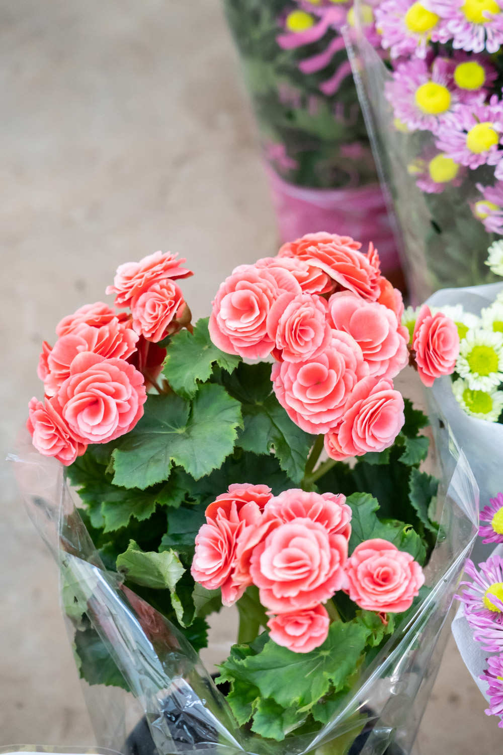 丽格海棠 丽格海棠