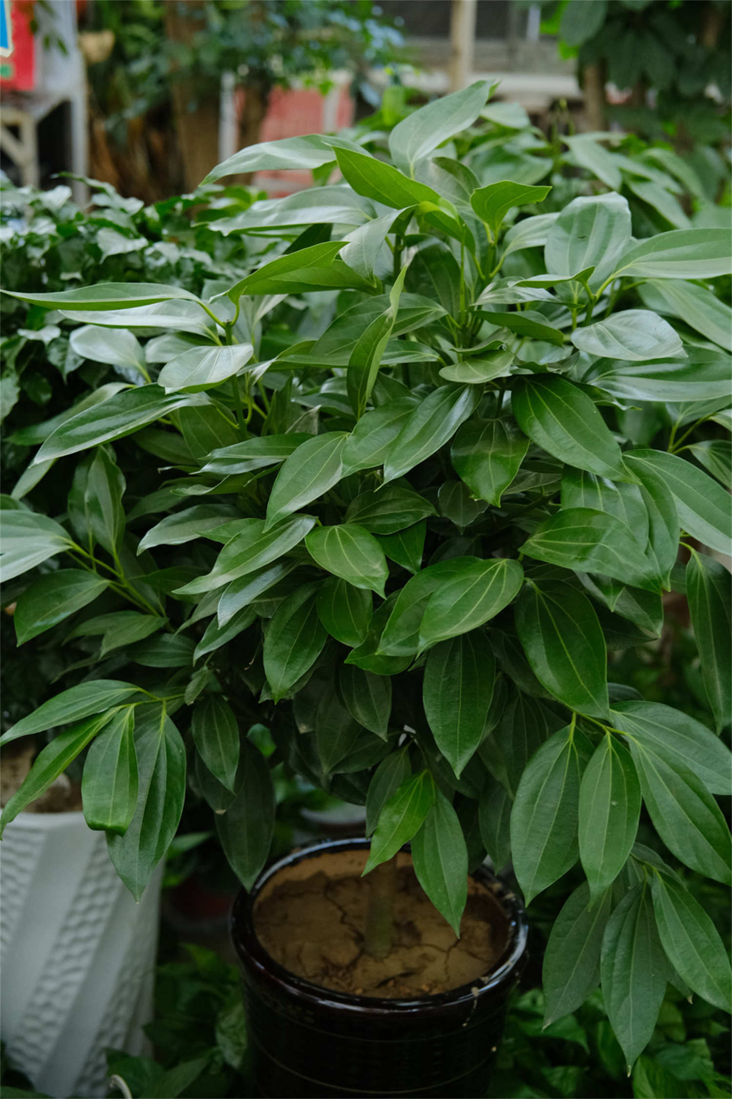 平安树多少钱一棵