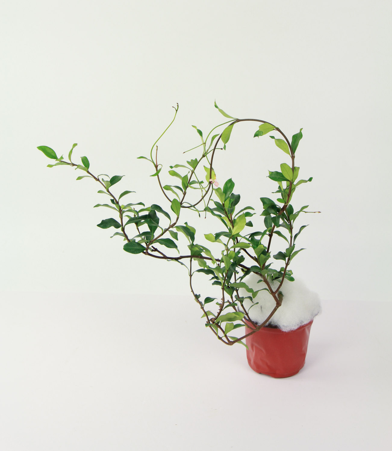 新买的风车茉莉怎么养