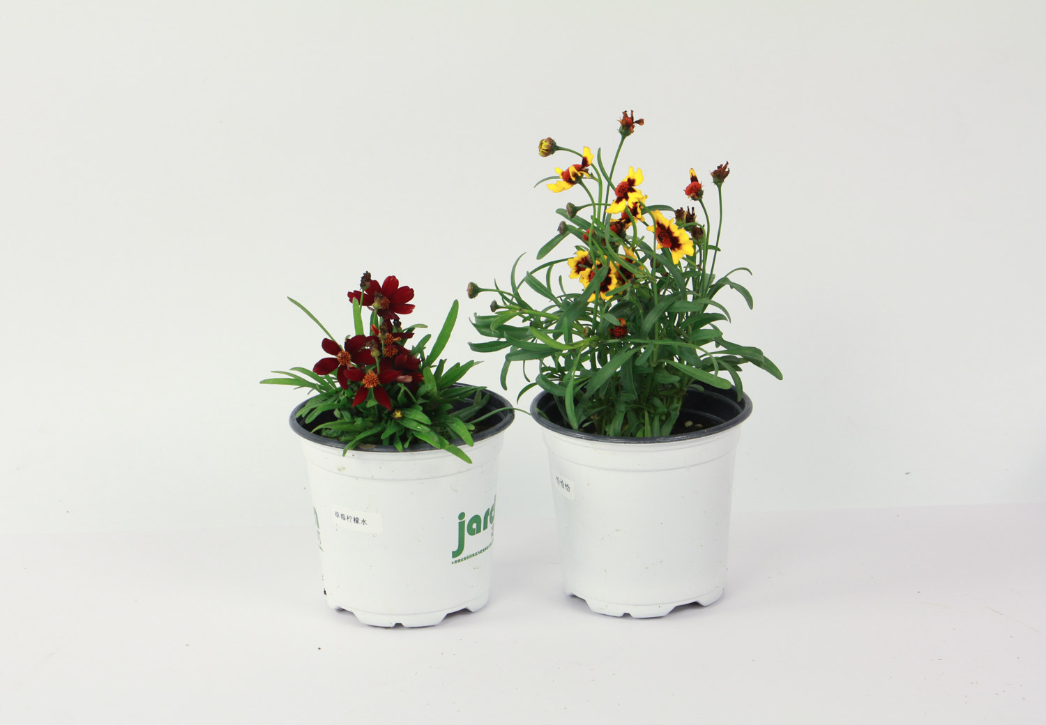 齐齐哈尔适合养什么花，市花和市树是什么