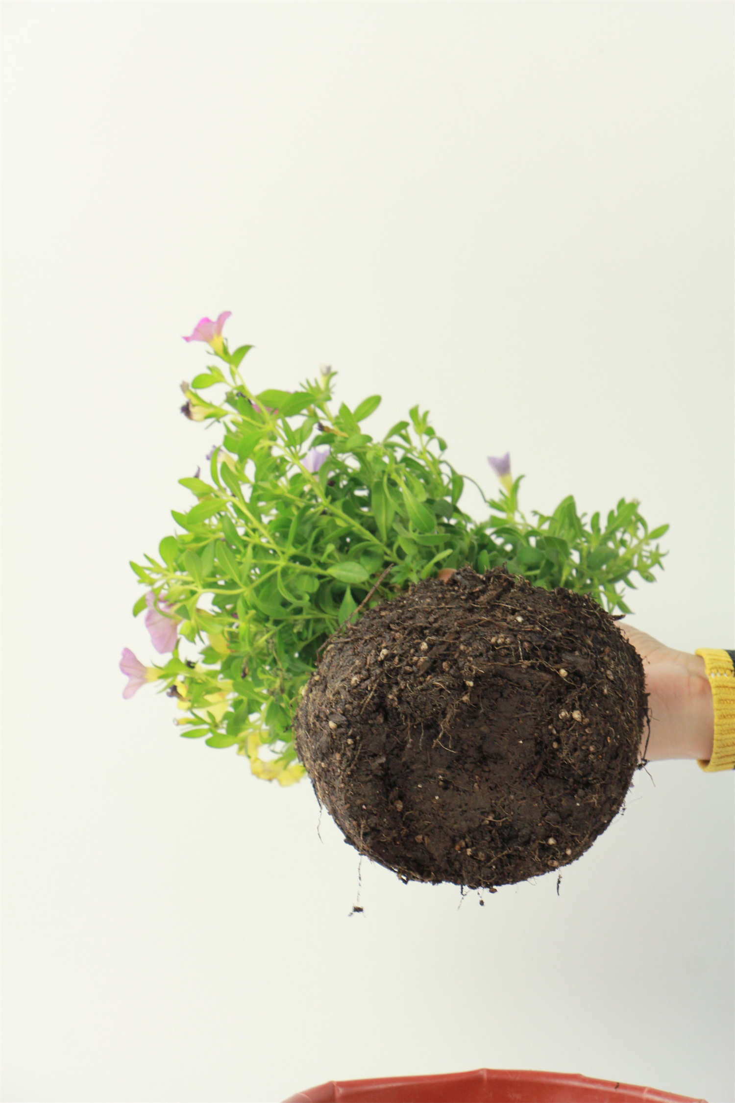 百万小铃 百万小铃