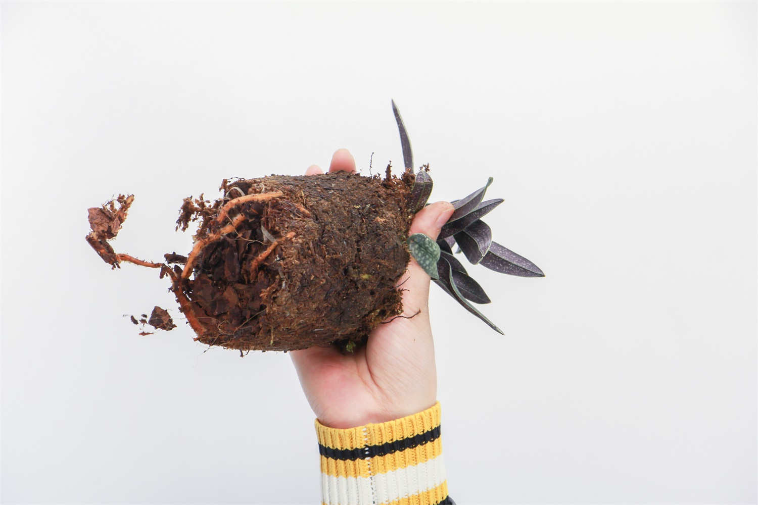 兜兰的花语象征及代表意义