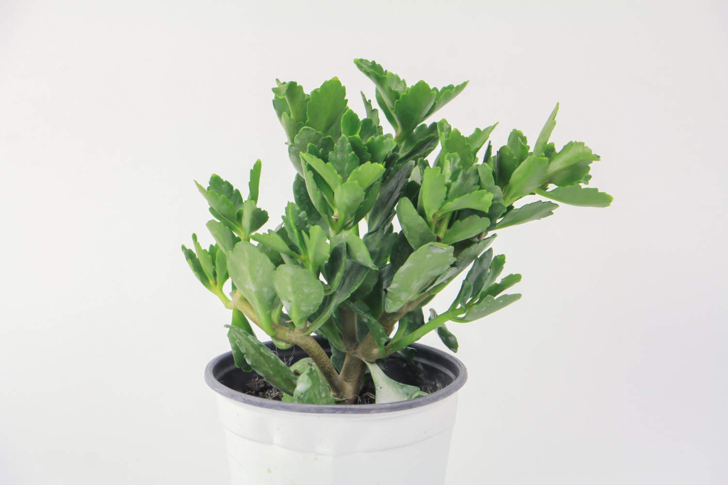 把长寿花种到底，你也是养花高手