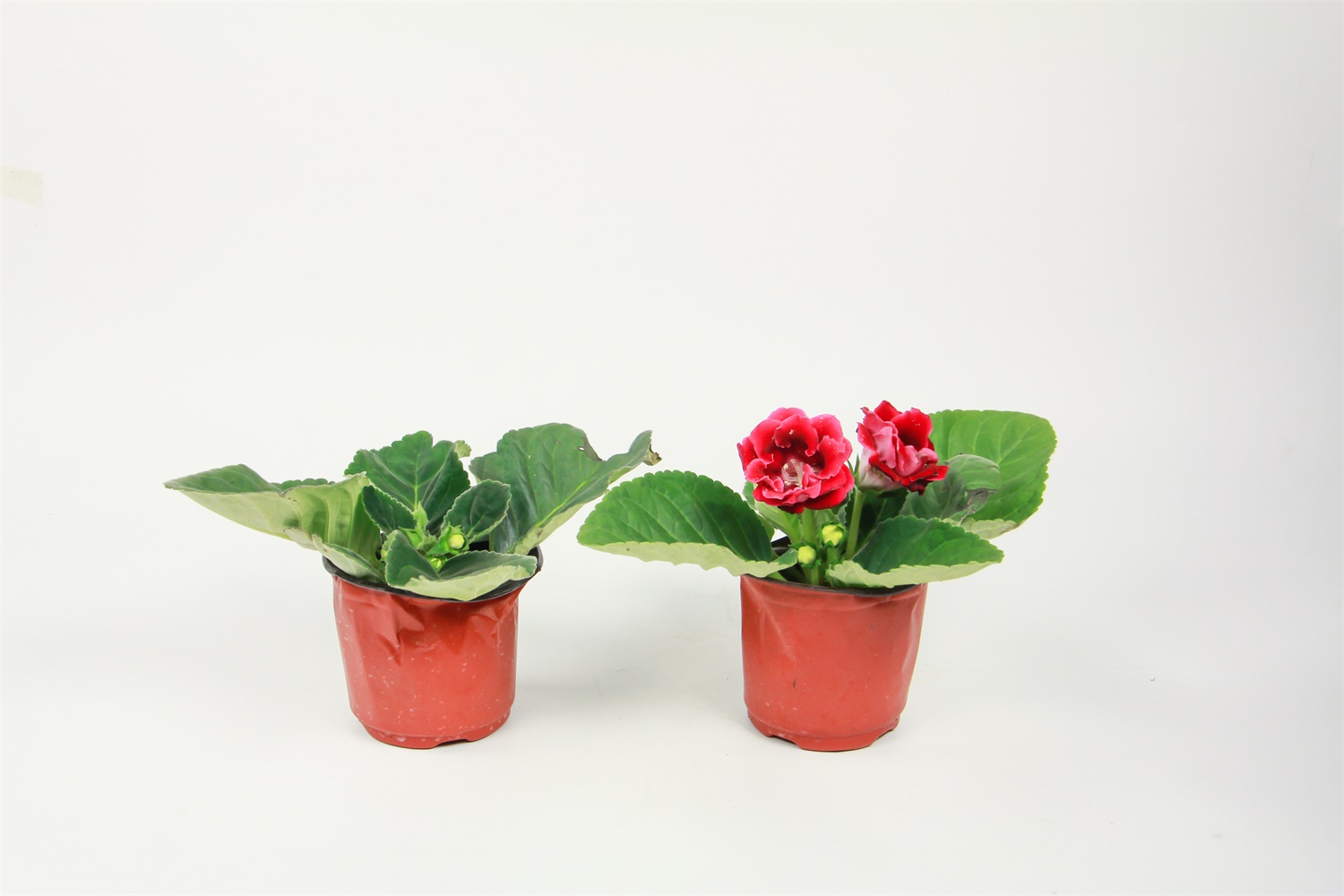 大岩桐怎么多开花