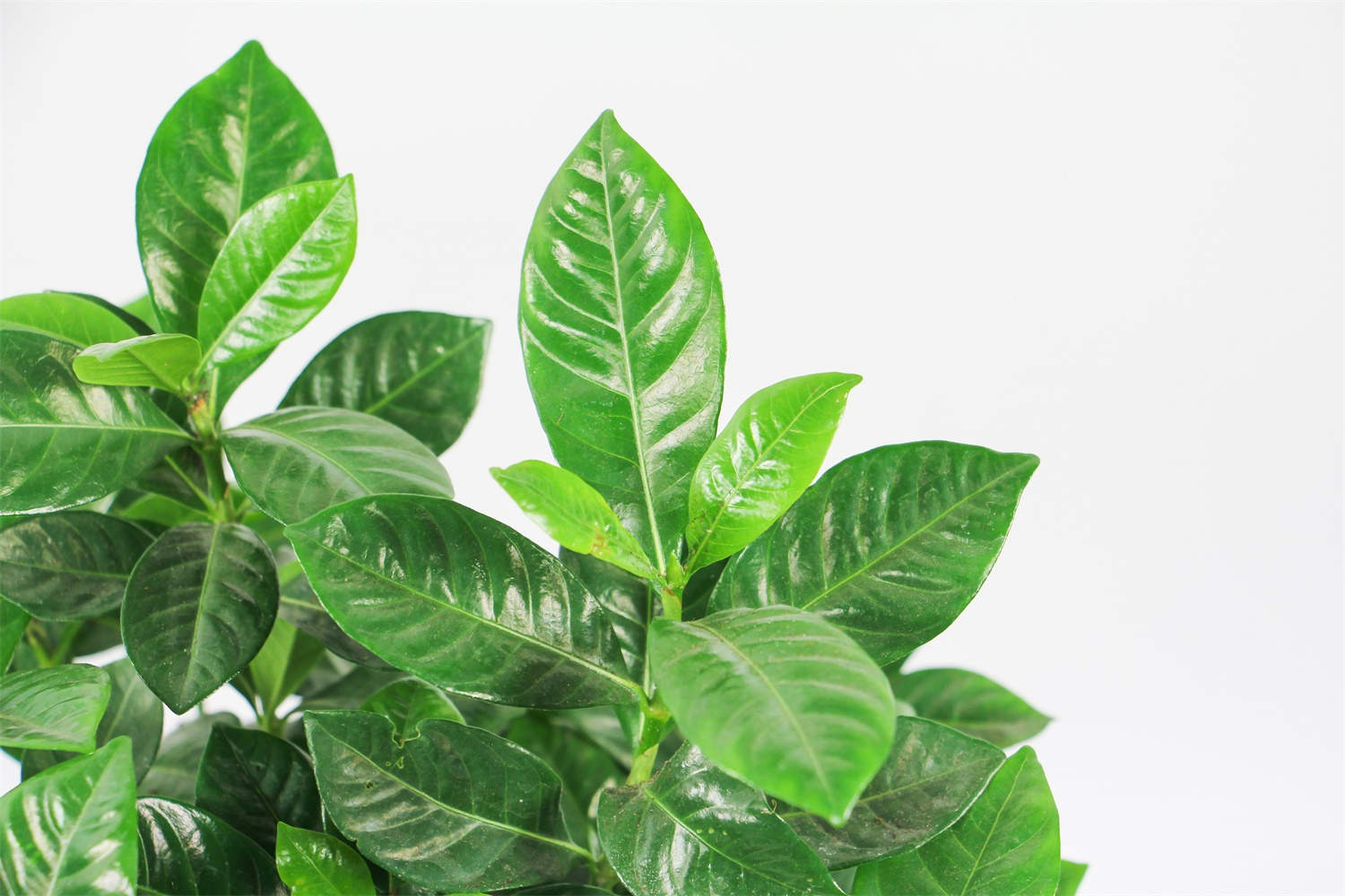 栀子花的养殖方法