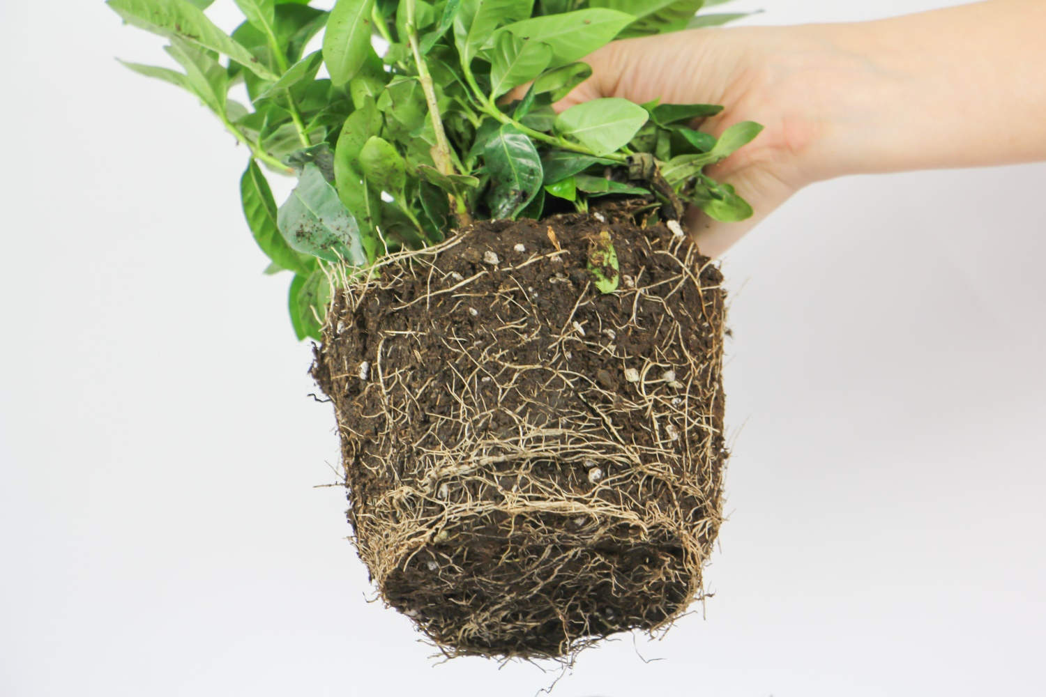 栀子花的修剪方法