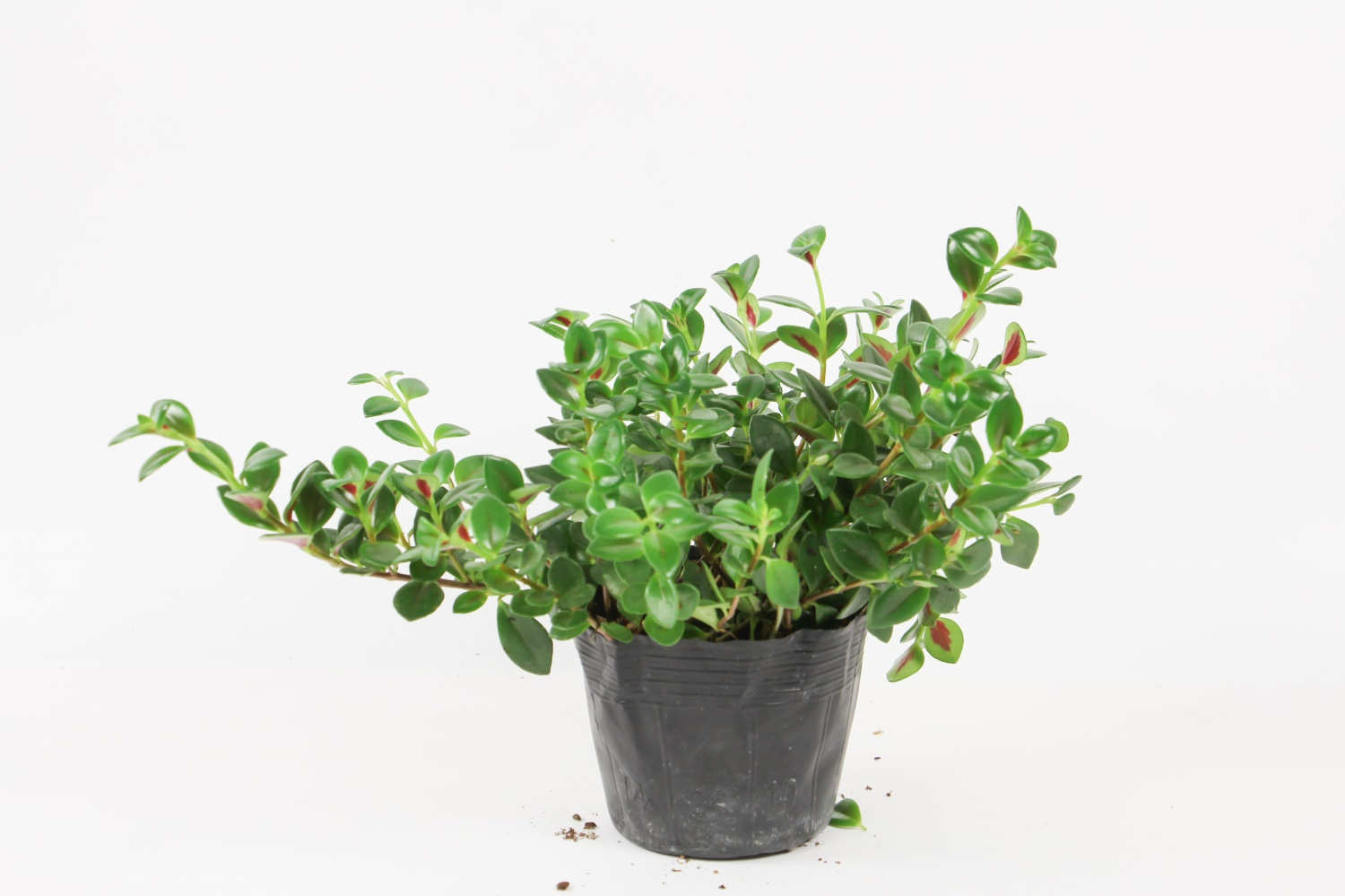 金鱼吊兰 金鱼吊兰