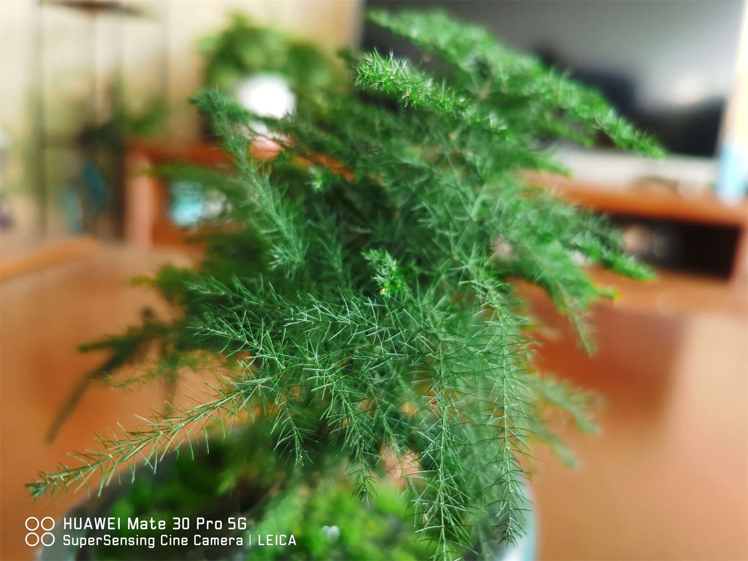 云竹盆景怎么养