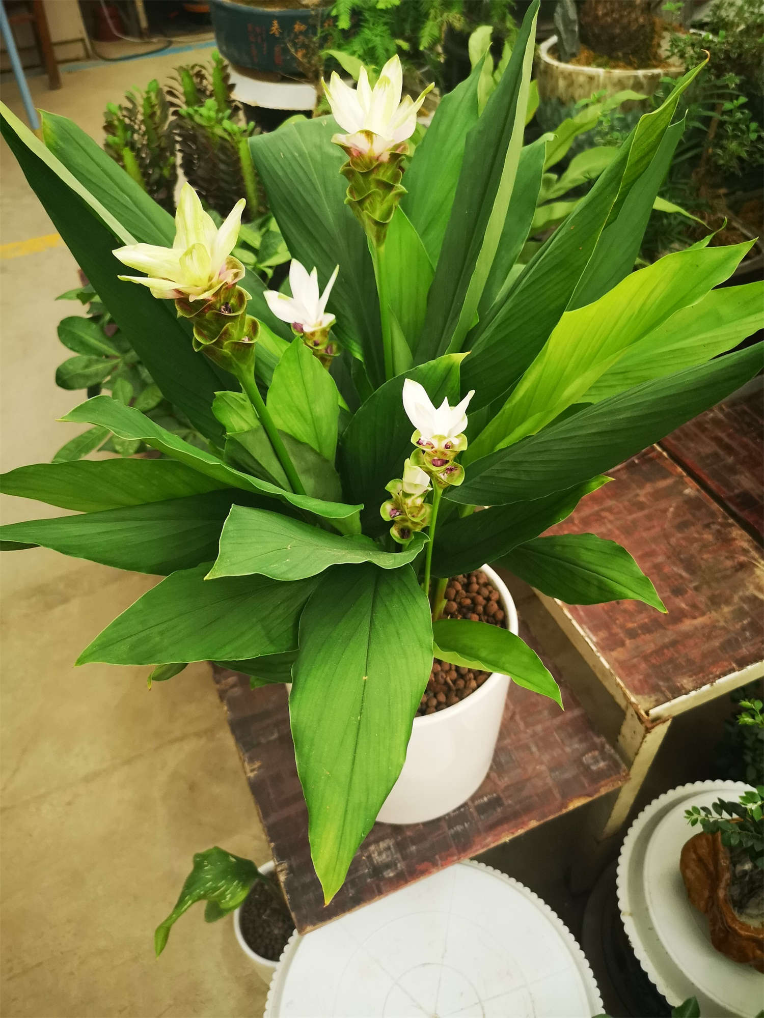 姜荷花怎么过冬