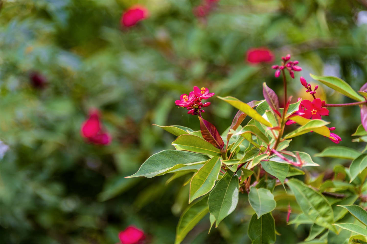 琴叶珊瑚的养殖方法和注意事项
