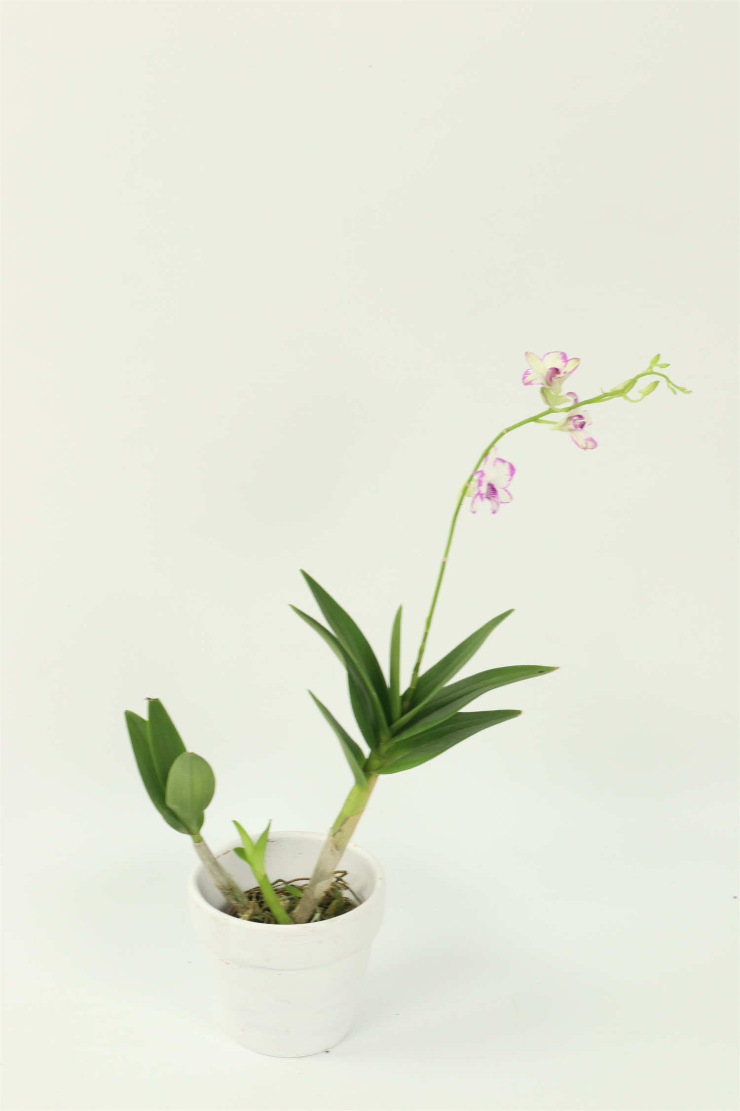 石斛的种植方法及繁殖