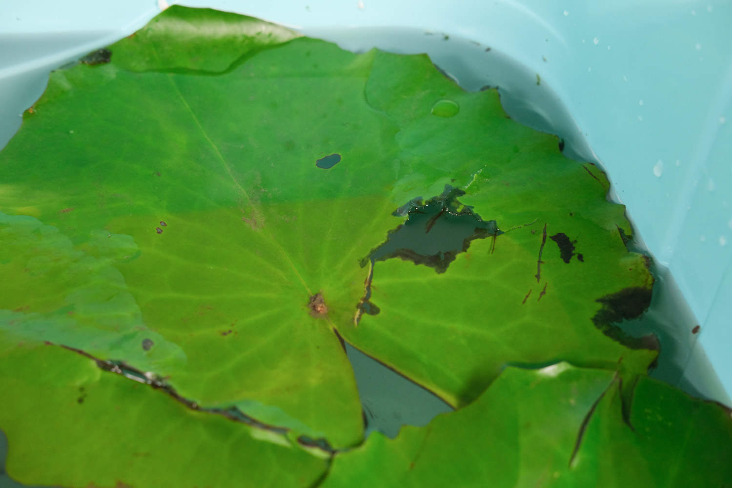 睡莲的常见品种