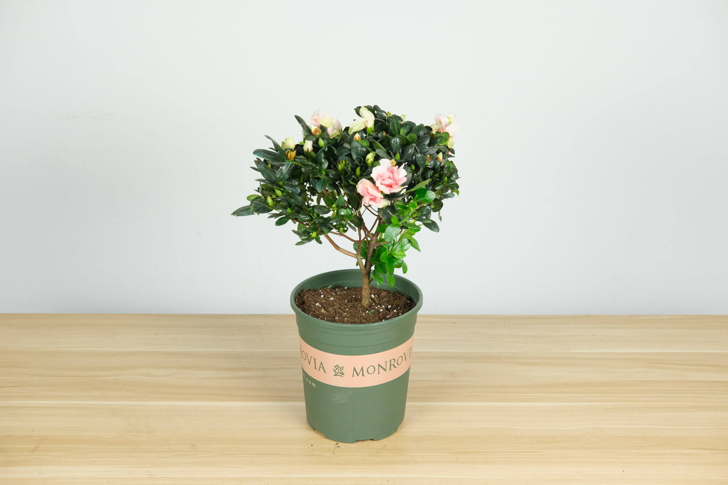 林芝适合养什么花，市花和市树是什么