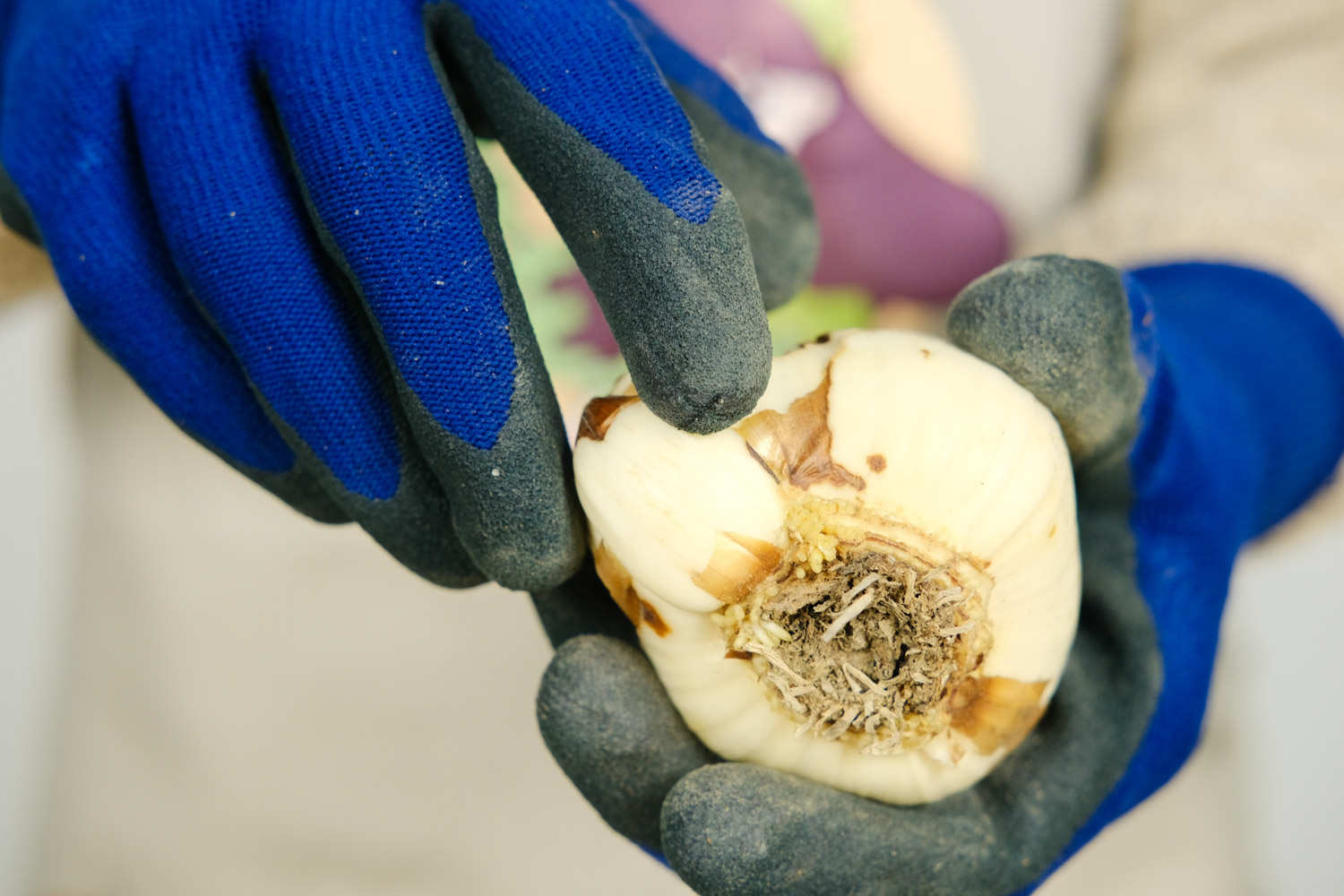 让水仙花春节开花的方法