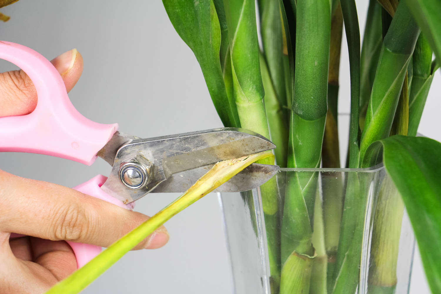 富贵竹怎么扦插