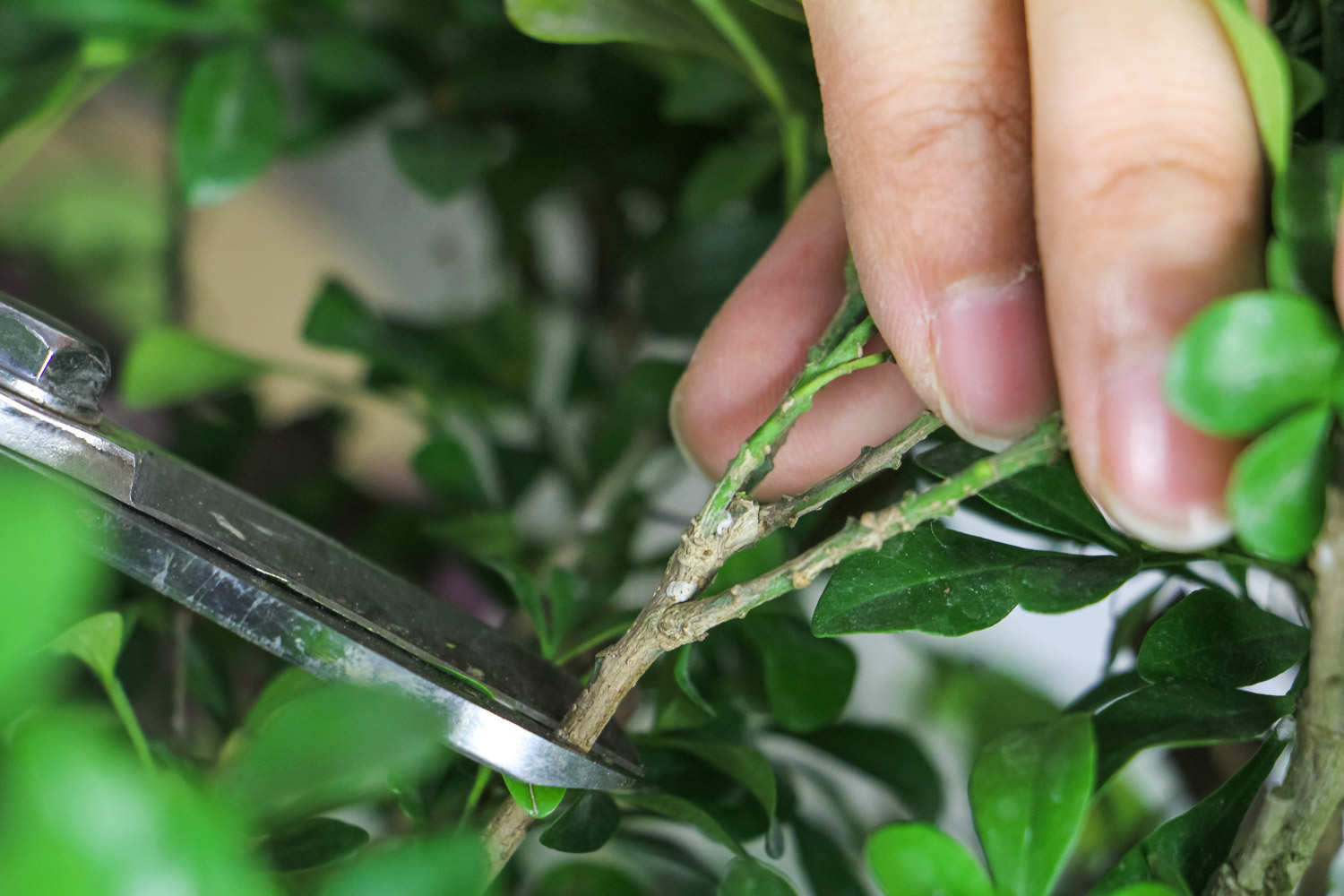 米兰的扦插方法