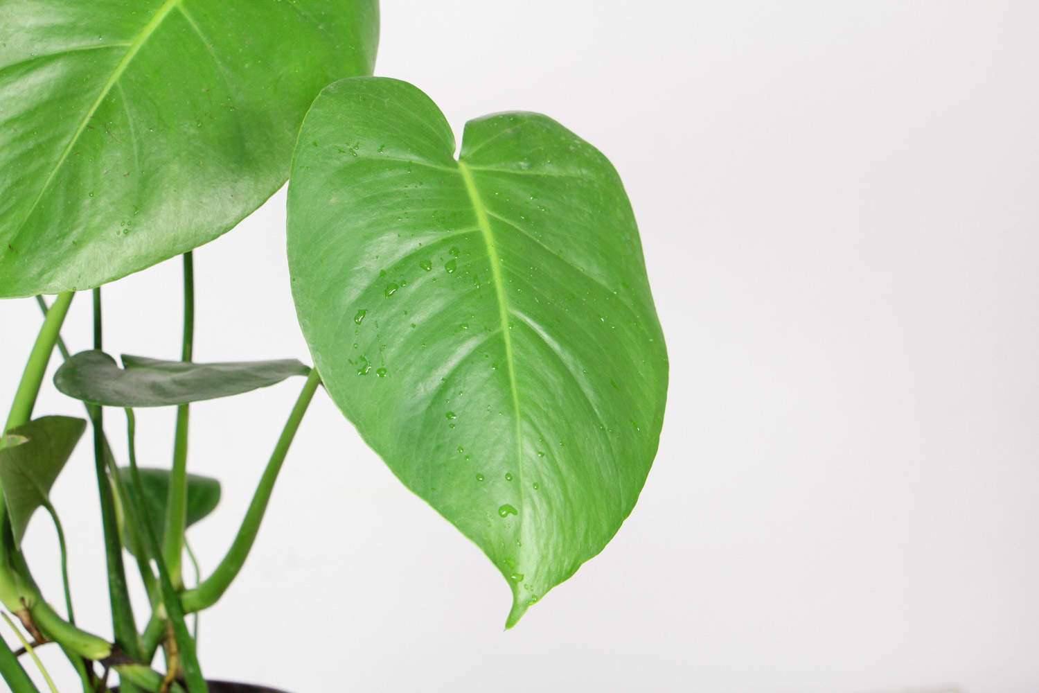 龟背竹除甲醛吗