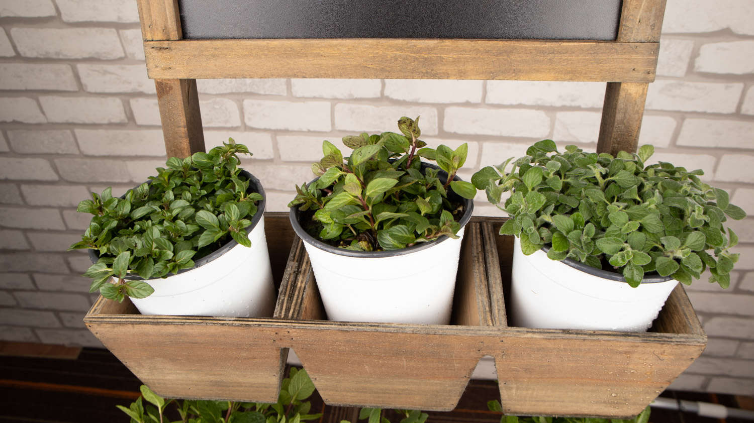 薄荷是一年生草本吗，薄荷可以养几年