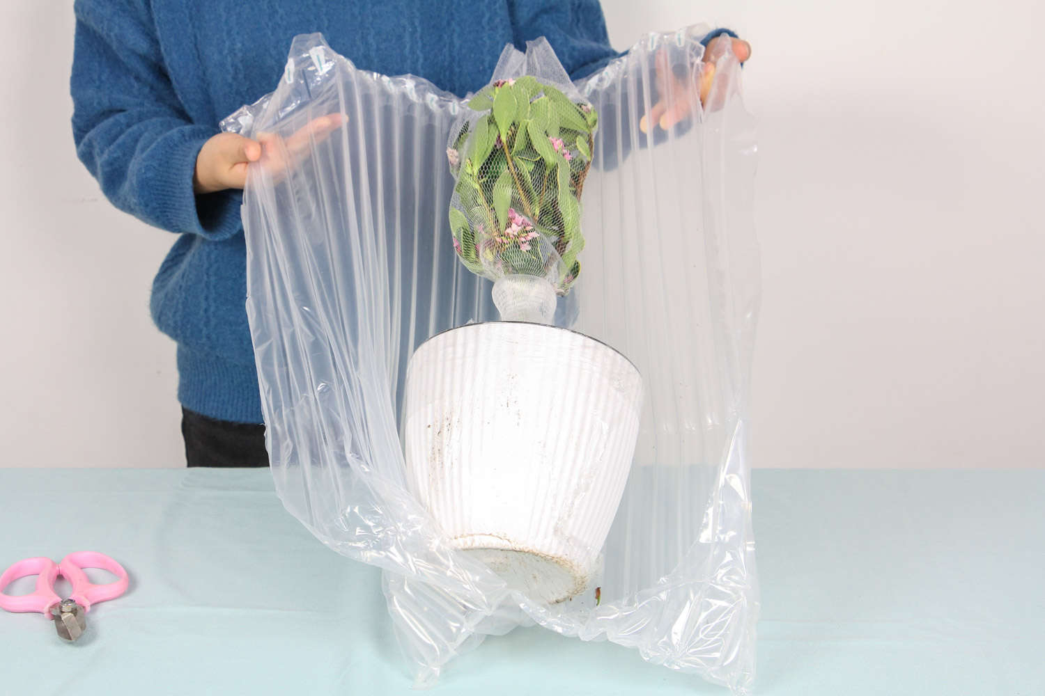 金边瑞香 金边瑞香