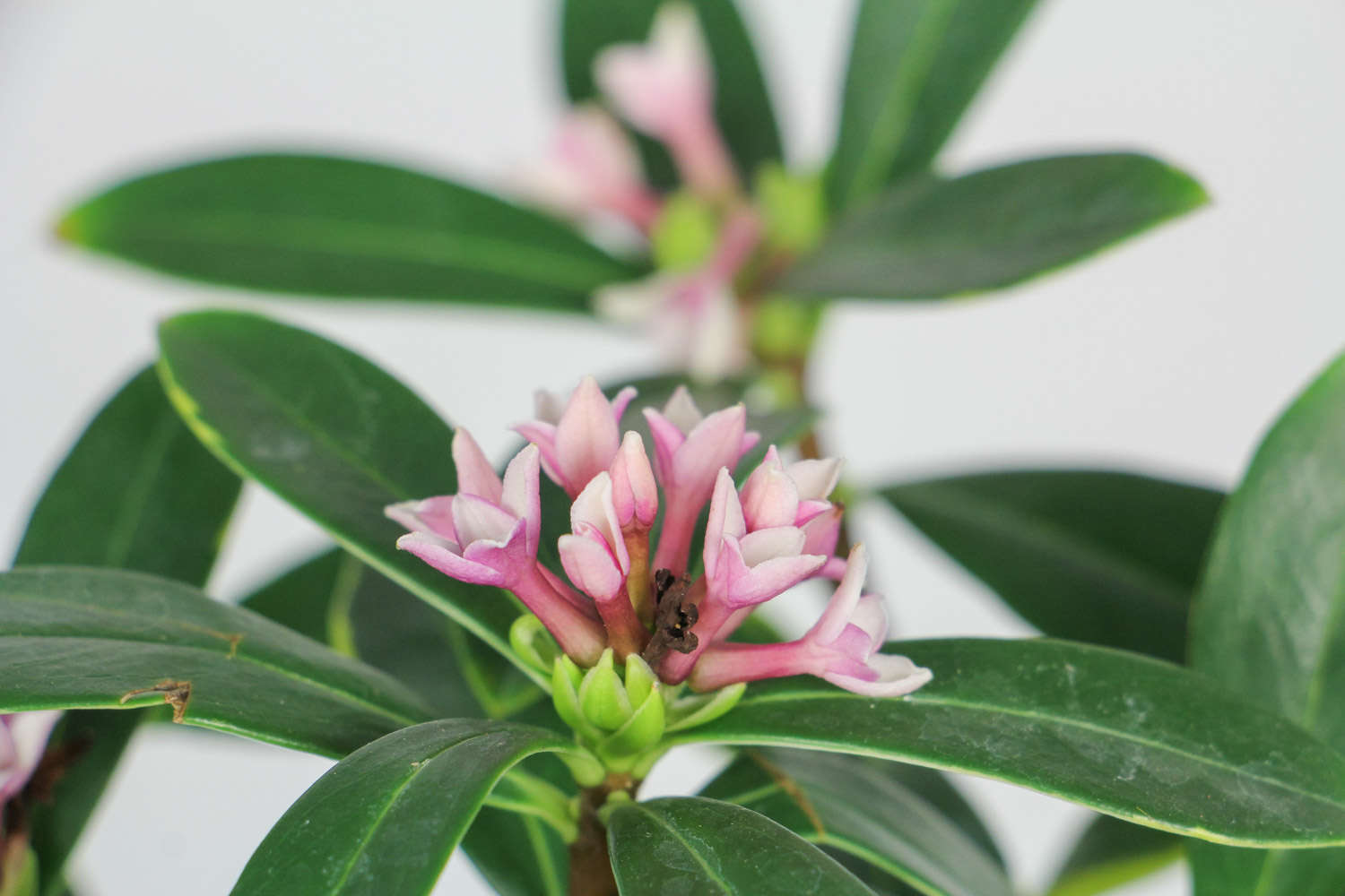 瑞香的养殖方法和注意事项