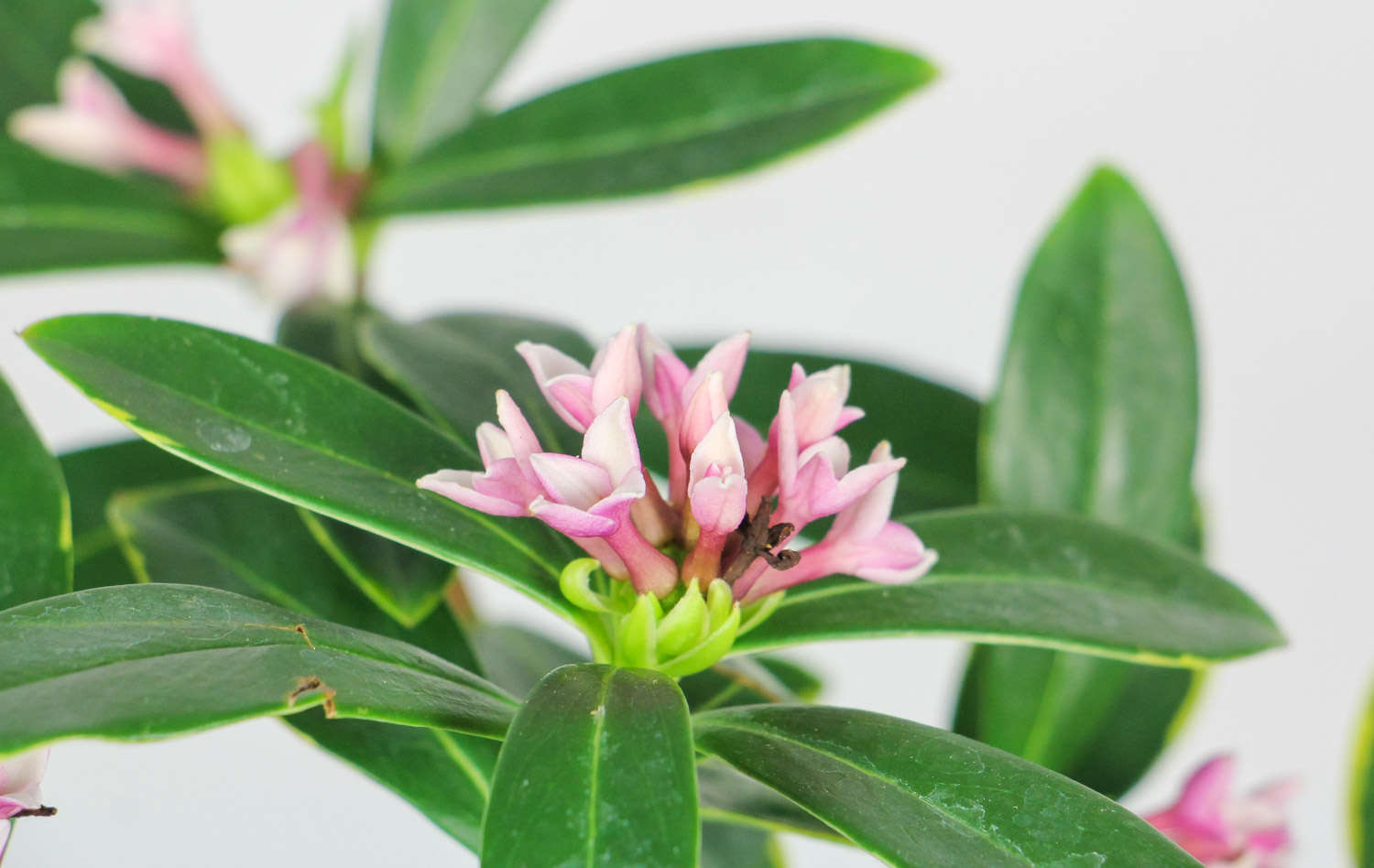 金边瑞香 金边瑞香