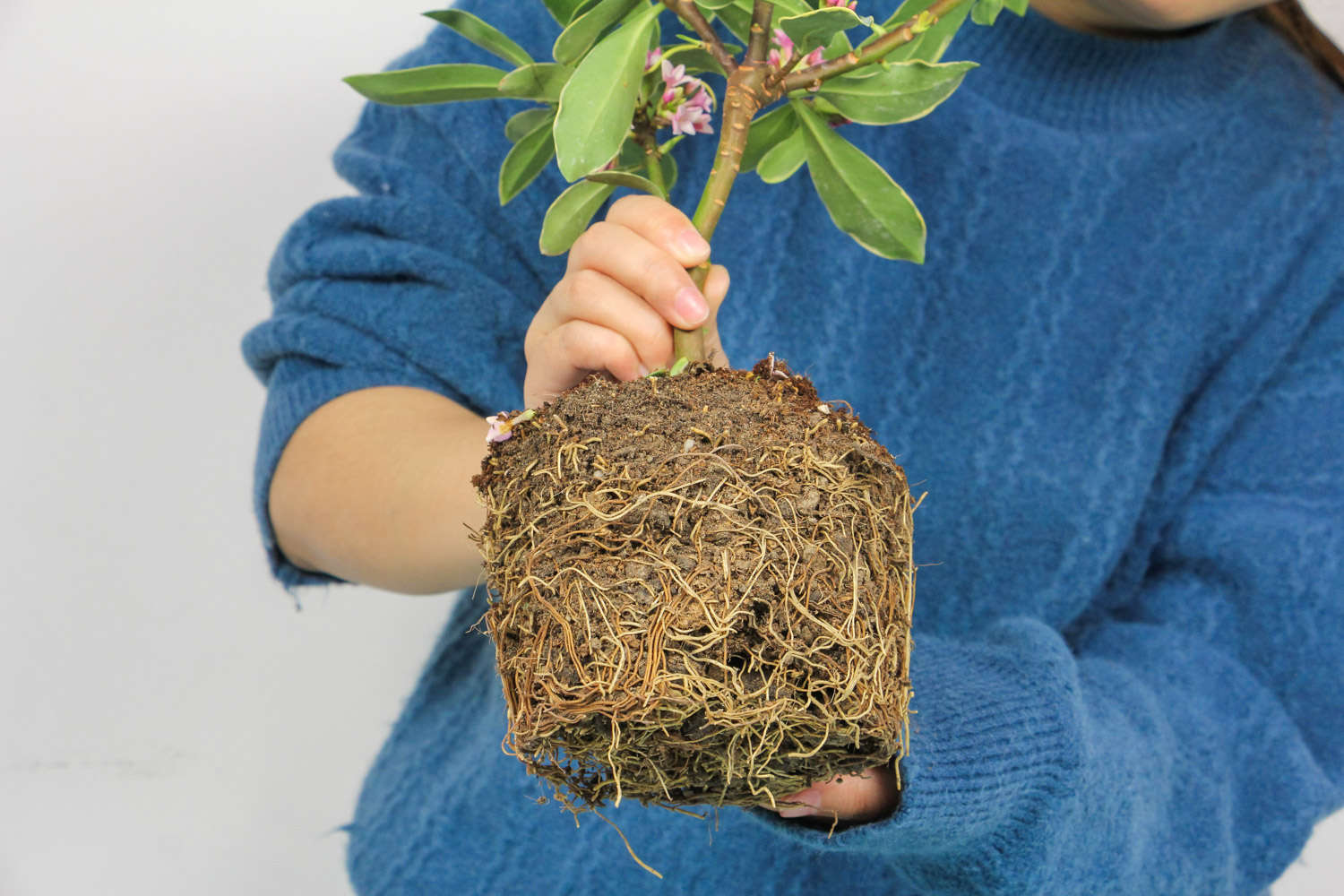 金边瑞香 金边瑞香