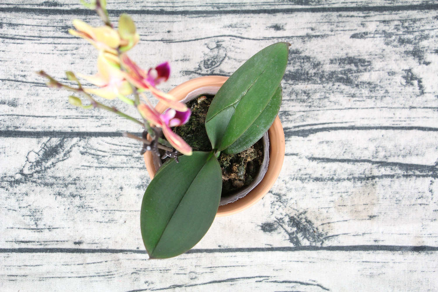 蝴蝶兰冬季怎么浇水