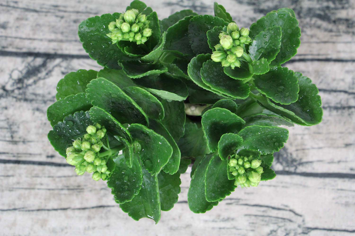 长寿花怎么修剪枝条