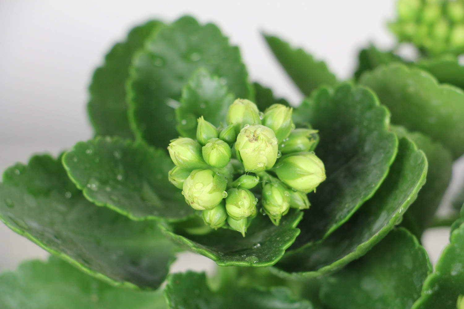 必买长寿花品种