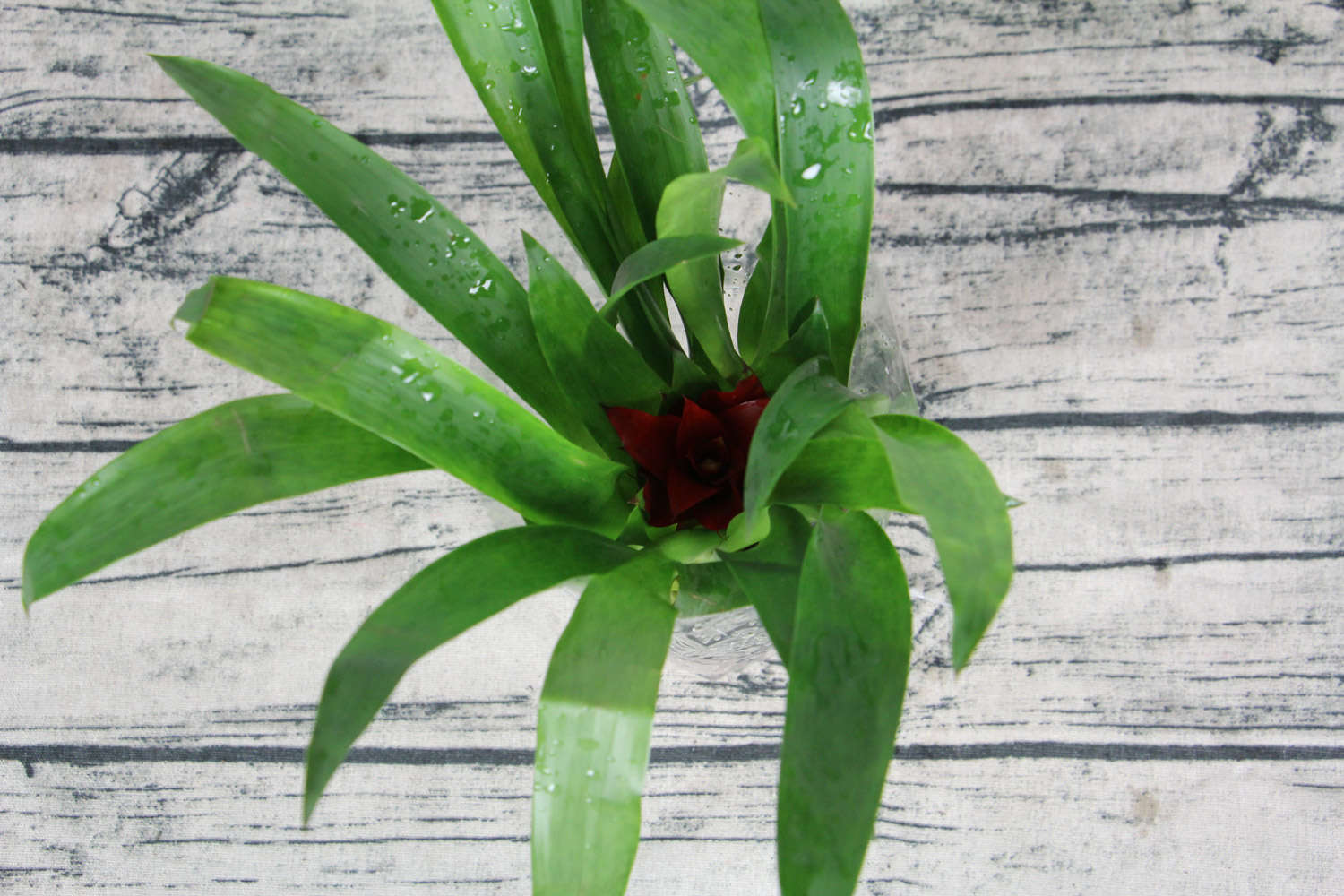 鸿运当头花不红怎么办