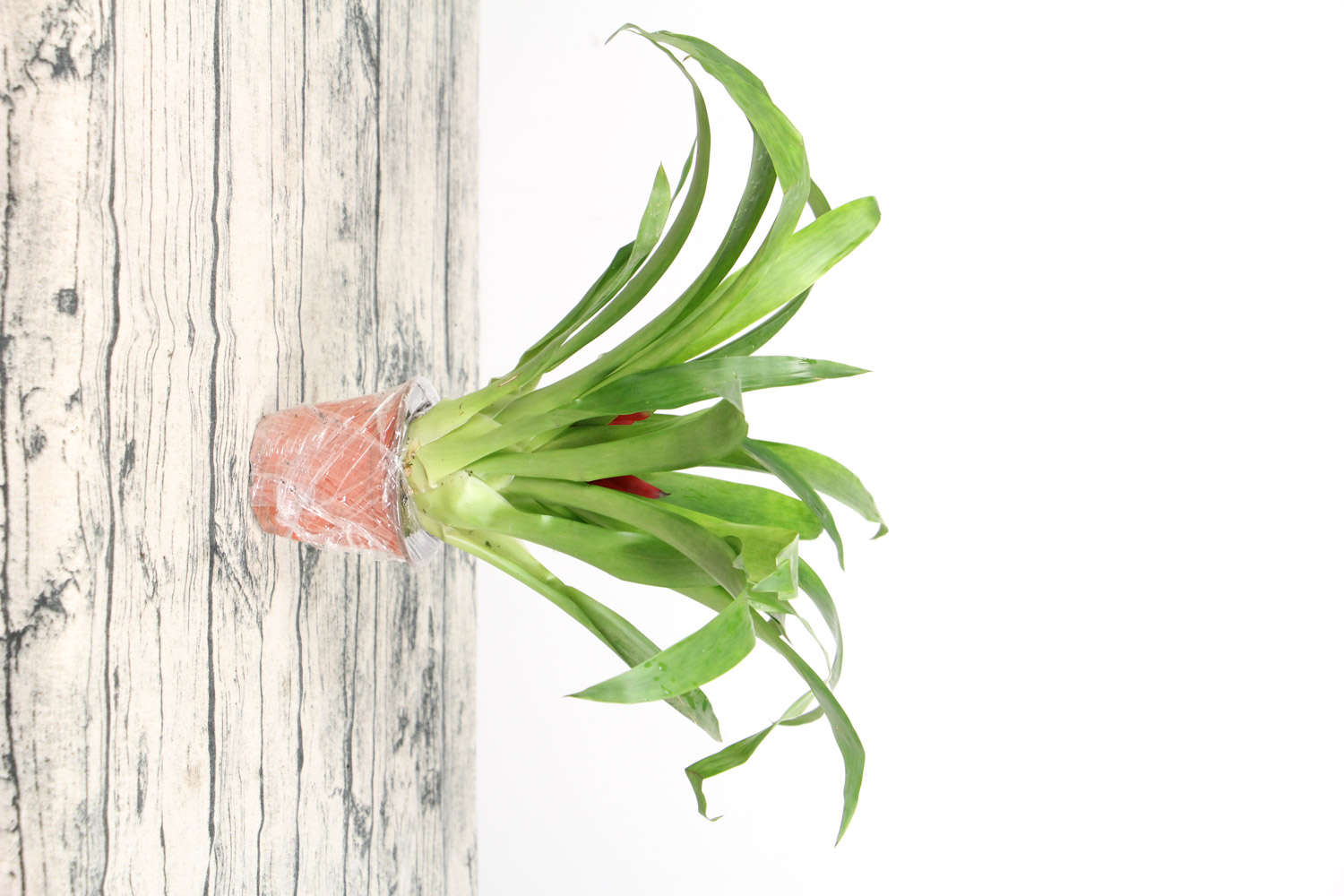 鸿运当头种子怎么种