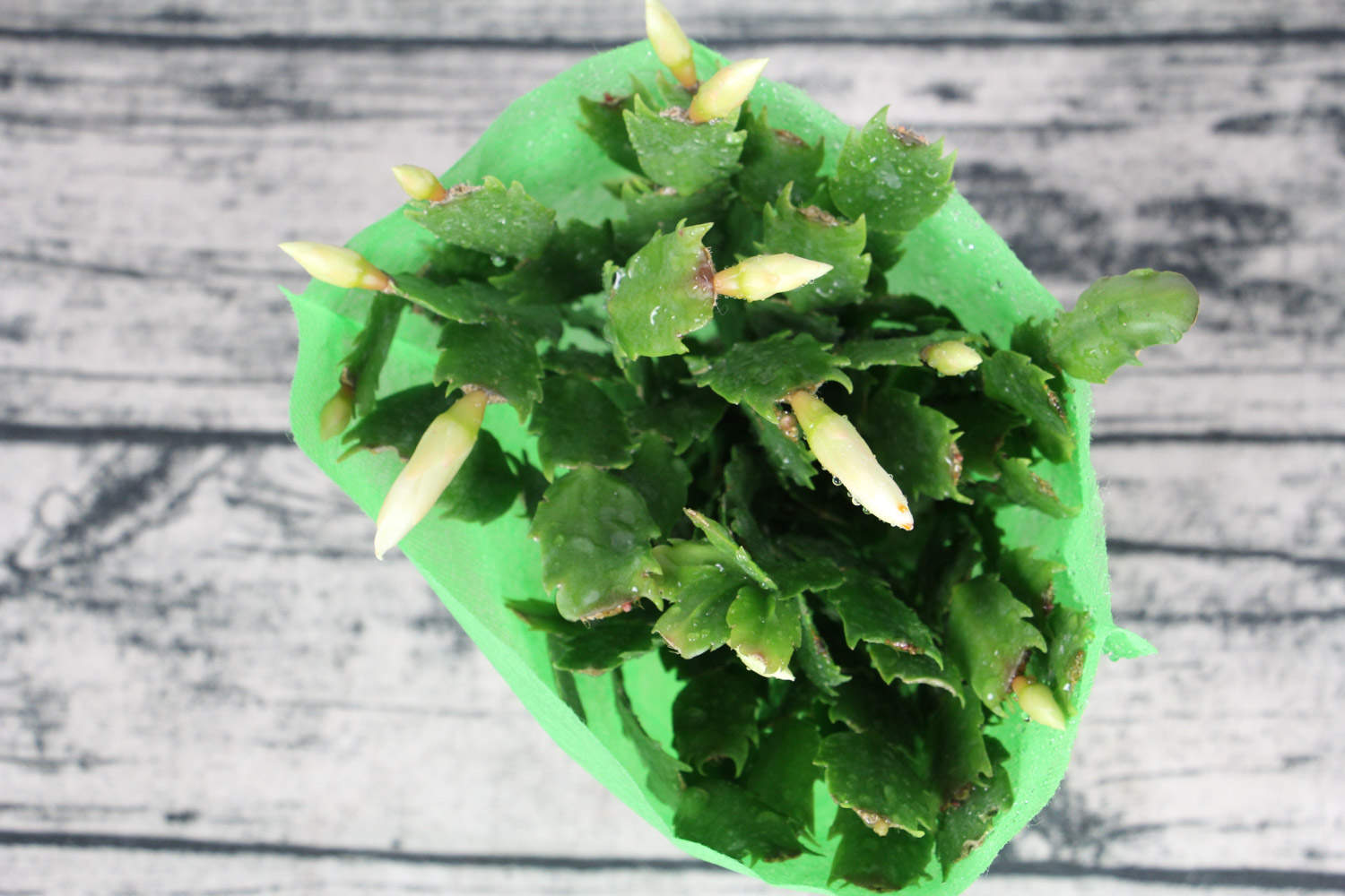 朋友养蟹爪兰有“妙招”，扦插时沾点“它”，几天冒出大白根！