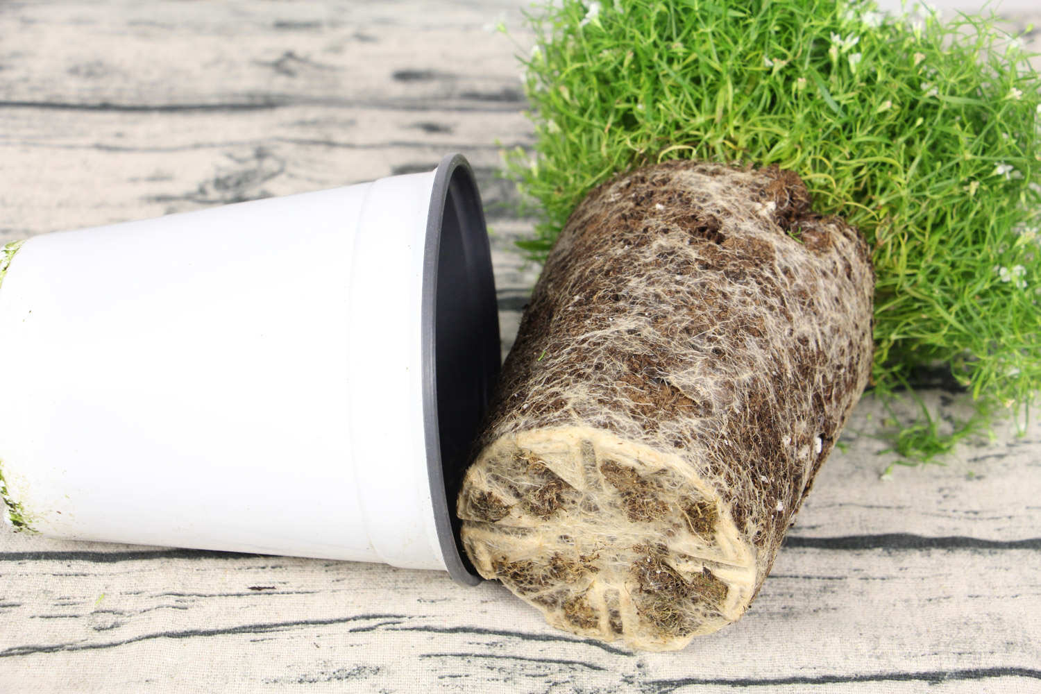 “满天星”做成干花后，简直美翻天！简单又实用，赶紧试试