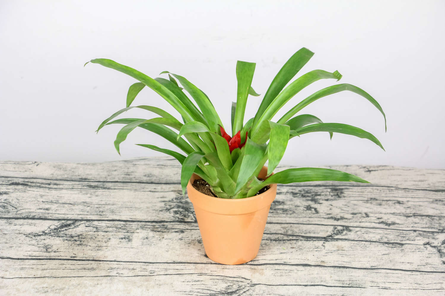 鸿运当头受冻了怎么办