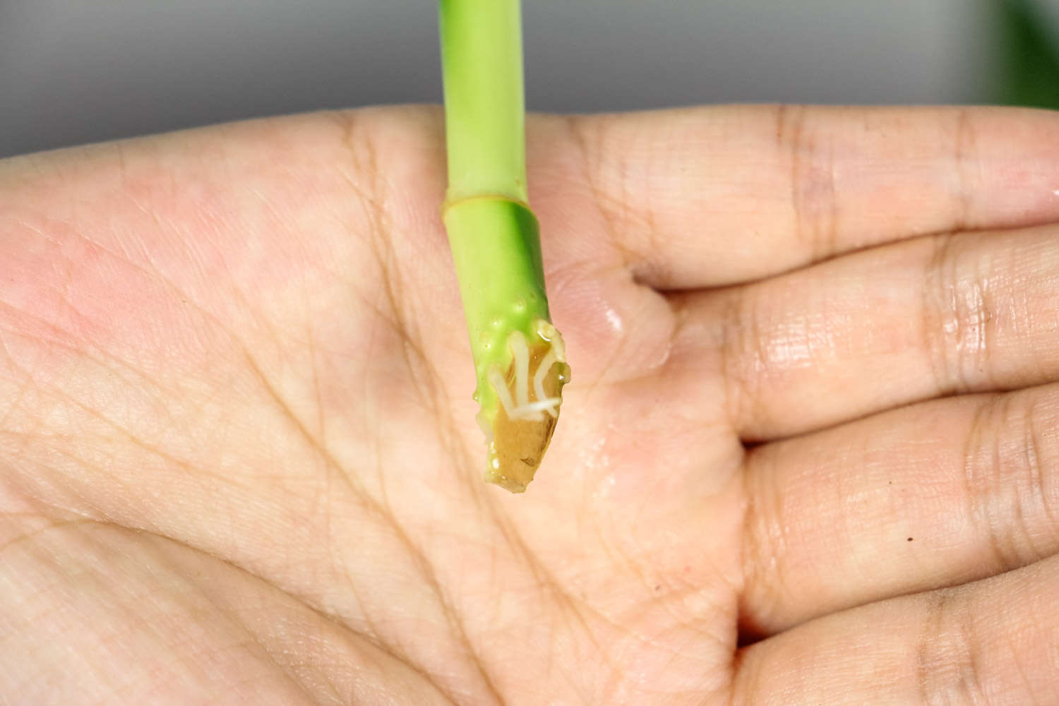 朱蕉能和富贵竹一起养吗，怎么养