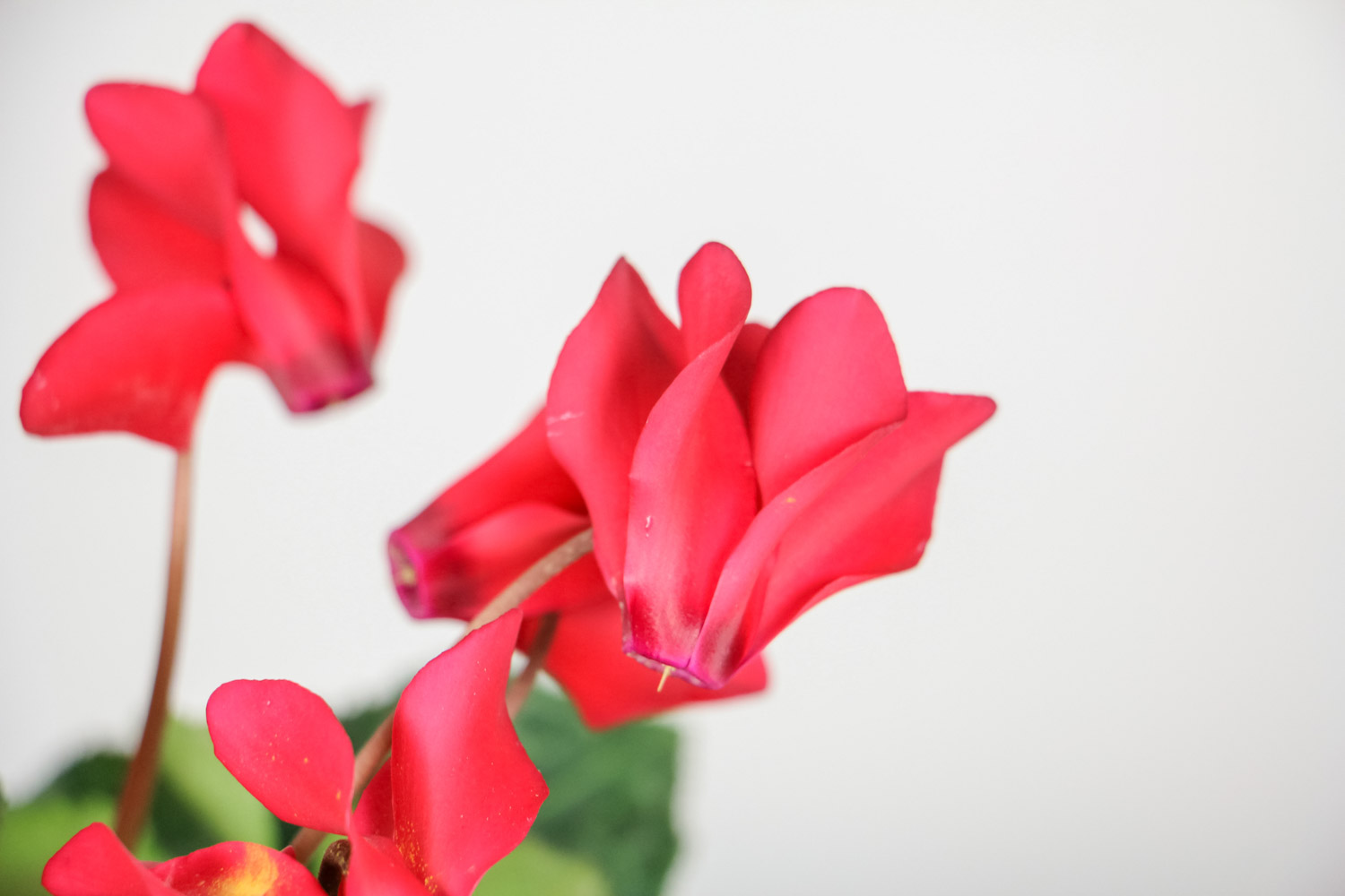 仙客来的种植环境