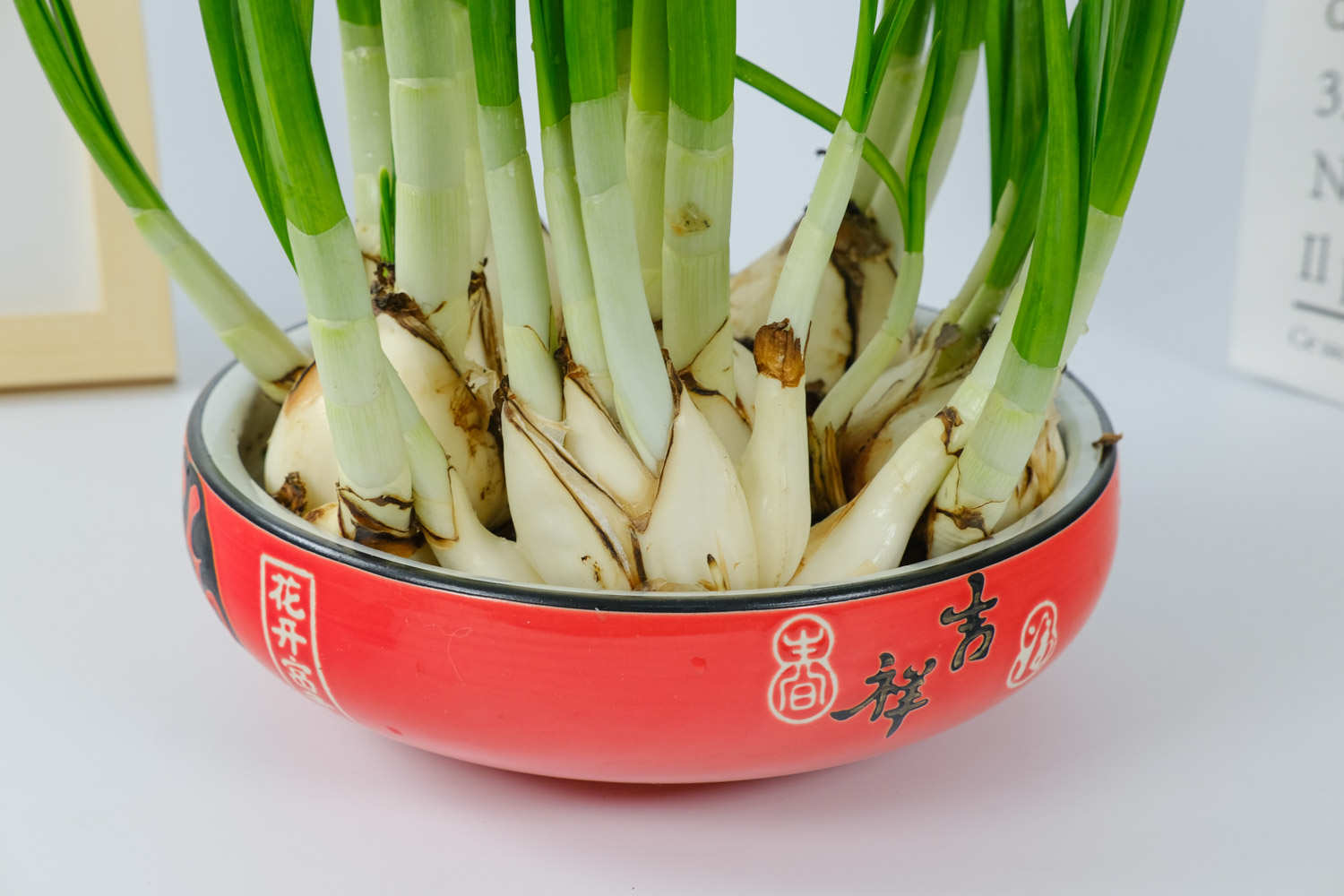 盆栽水仙花的养殖方法和注意事项