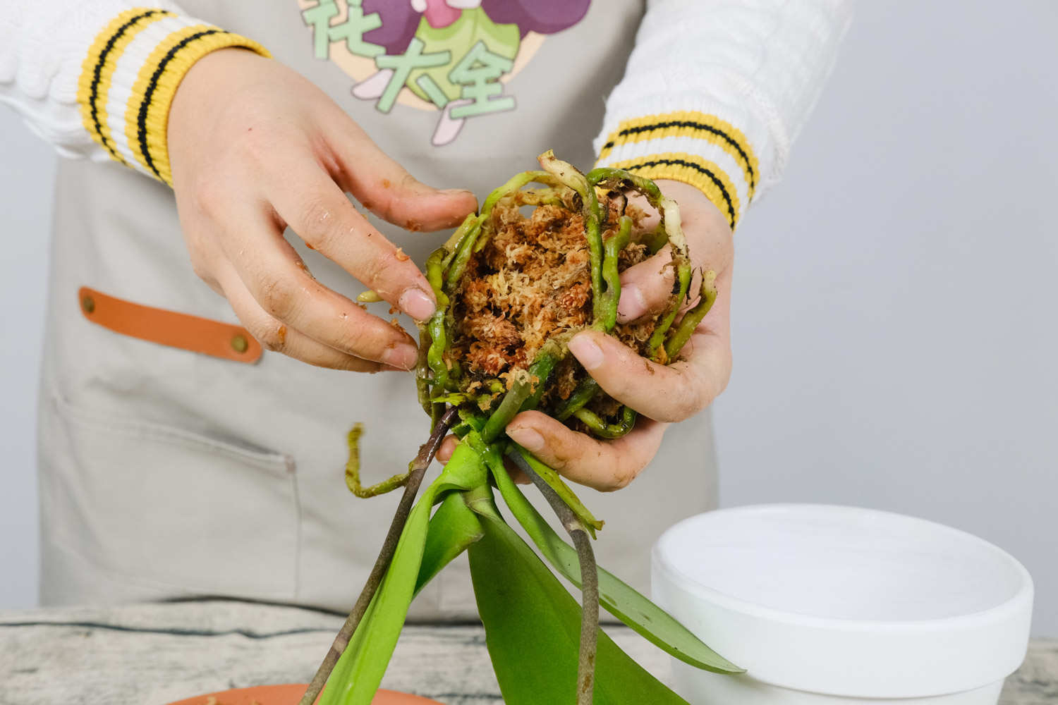 家里养盆“蝴蝶兰”，开的花赛得过牡丹，过年过节最应景！