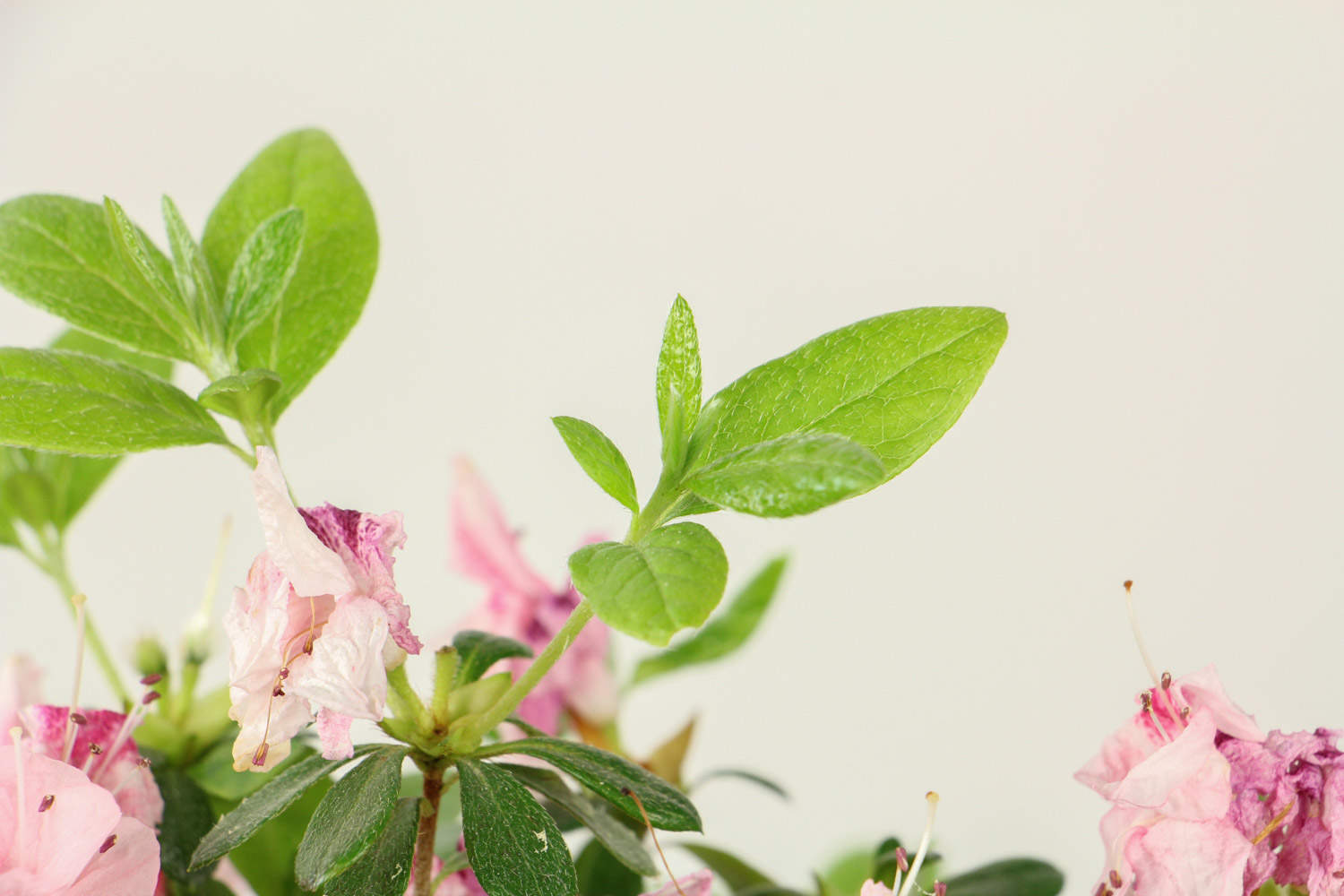 株洲适合养什么花，市花和市树是什么