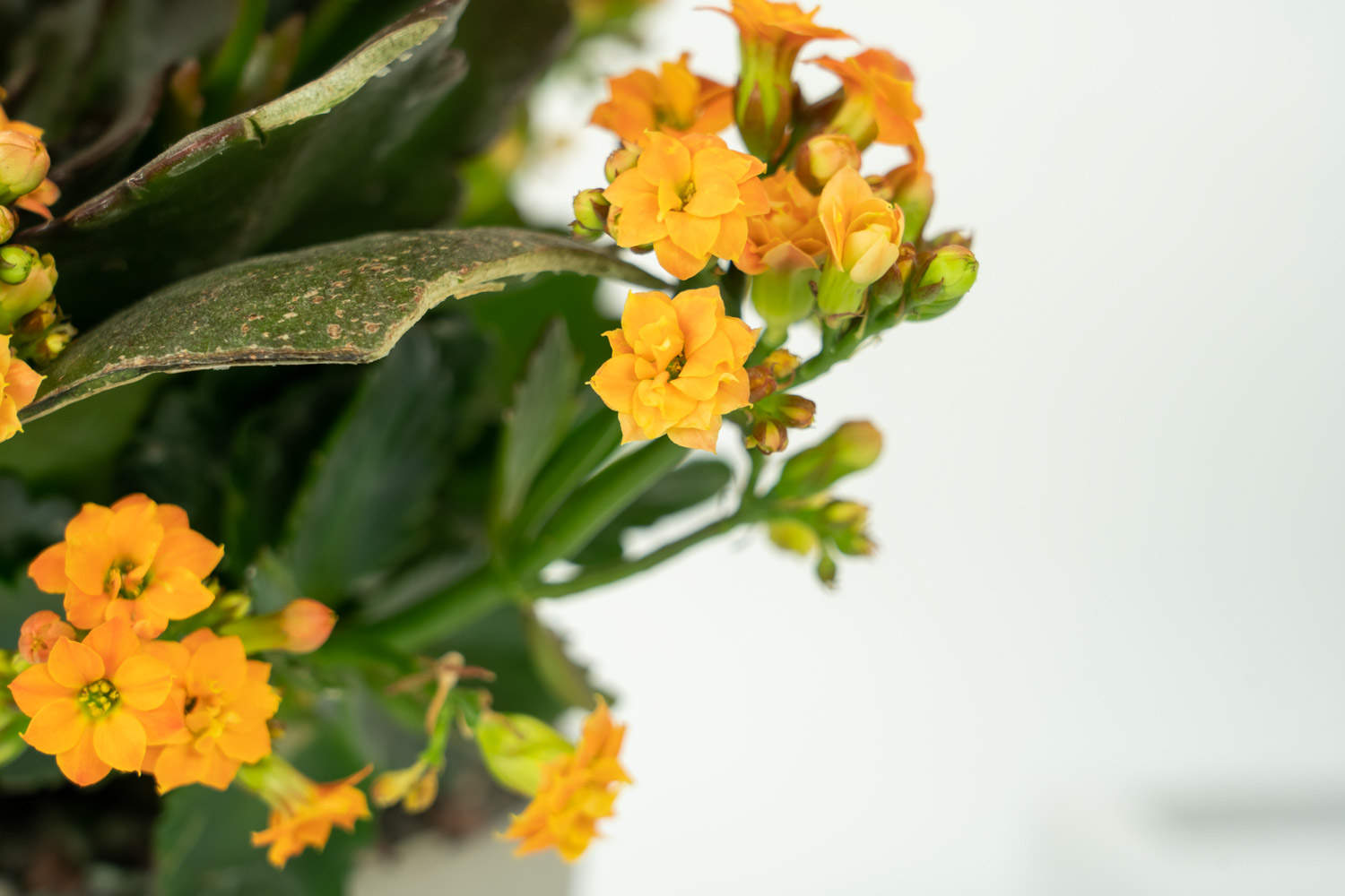 养长寿花注意这5点，才能长命百岁，开成大花球！