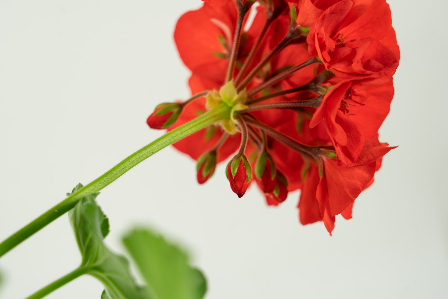 天竺葵什么时候开花