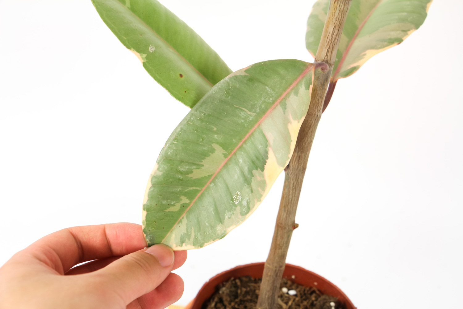 橡皮树冬天养护方法