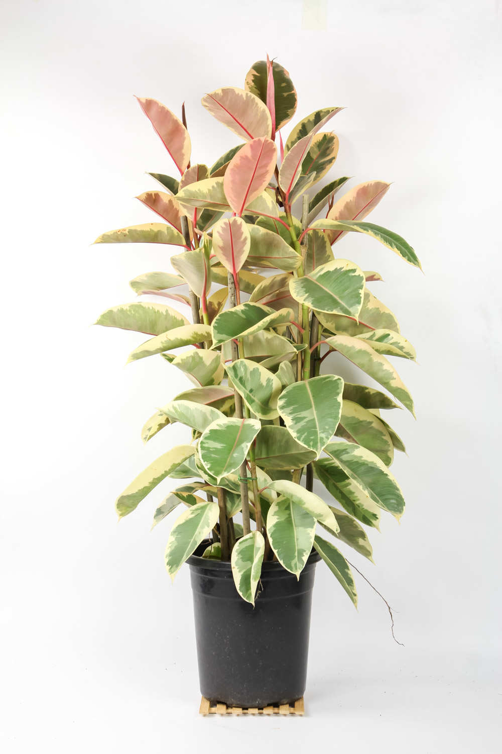 橡皮树常见品种