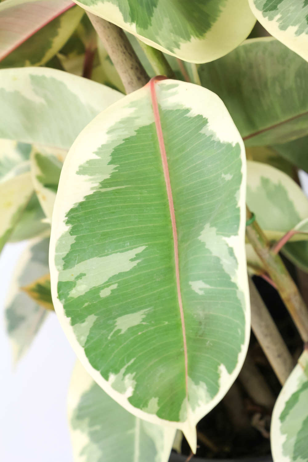 橡皮树怎么摘心